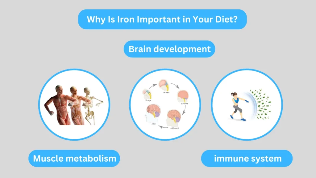 Why Is Iron Important in Your Diet?